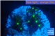 Briaerium green 2-3 cm WYSIWYG acclimaté