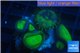 Palythoa neon green 3-4 cm WYSIWYG acclimaté