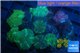 Discosoma green & blue line + Zoanthus 8-12 cm WYSIWYG acclimaté