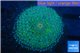 Ricordea floridea golden green 1 polyp WYSIWYG acclimaté