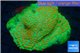 Leptastrea green & orange polyps 8-12 cm WYSIWYG acclimaté