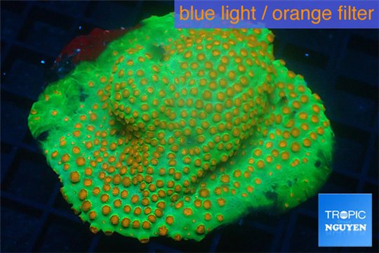 Leptastrea green & orange polyps 8-12 cm WYSIWYG acclimaté