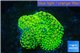 Ricordea floridea golden green 1 polyp WYSIWYG acclimaté