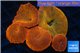 Discosoma red devils 5 polyps WYSIWYG acclimaté
