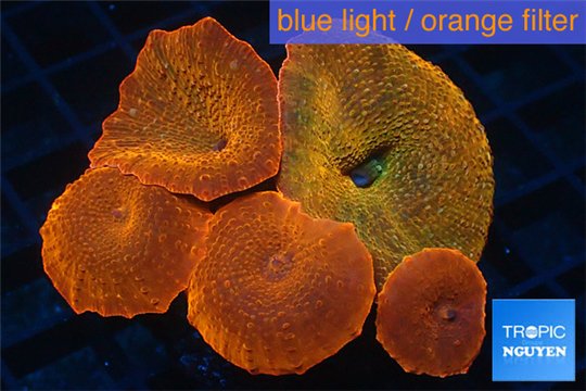 Discosoma red devils 5 polyps WYSIWYG acclimaté
