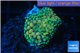 Ricordea floridea green 1 polyp WYSIWYG acclimaté