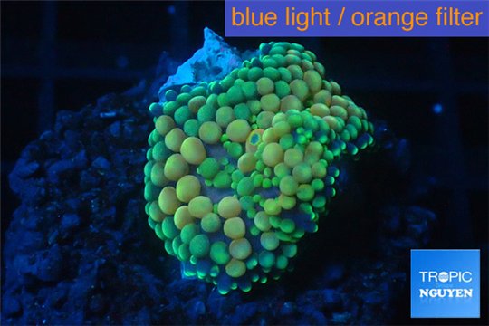 Ricordea floridea green 1 polyp WYSIWYG acclimaté