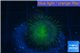 Palythoa neon green 1-2 cm WYSIWYG acclimaté