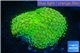 Ricordea floridea golden green 1 polyp WYSIWYG acclimaté