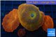 Discosoma red devils 4 polyps WYSIWYG acclimaté
