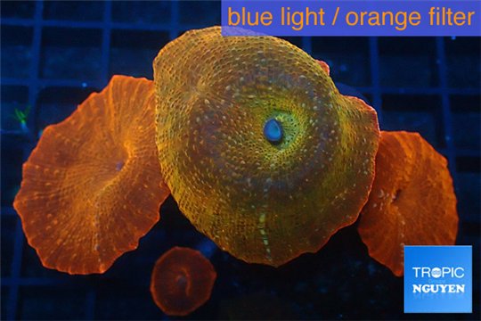 Discosoma red devils 4 polyps WYSIWYG acclimaté