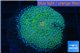 Ricordea floridea green 1 polyp WYSIWYG acclimaté