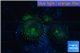 Palythoa neon green 2-4 cm WYSIWYG acclimaté