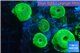 Discosoma green 5-8 cm WYSIWYG acclimaté