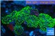 Rhodactis neon green 9-15 cm WYSIWYG acclimaté