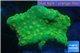 Leptastrea green & orange polyps 4-5 cm WYSIWYG acclimaté