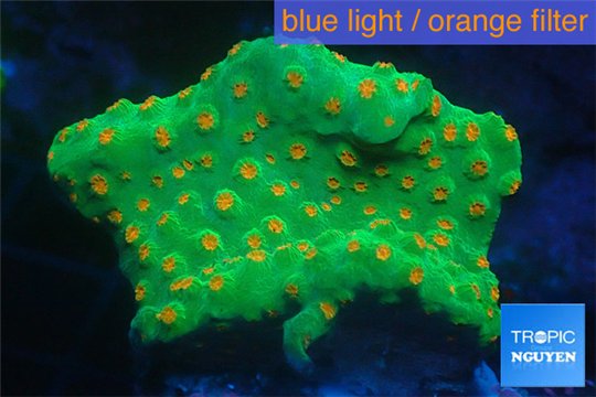 Leptastrea green & orange polyps 4-5 cm WYSIWYG acclimaté