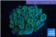 Goniopora green small polyps 2-4 cm WYSIWYG acclimaté