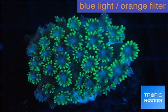 Goniopora green small polyps 2-4 cm WYSIWYG acclimaté