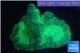 Caulastrea green 2-4 cm WYSIWYG acclimaté