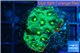 Favia neon green Australia 2-4 cm WYSIWYG acclimaté