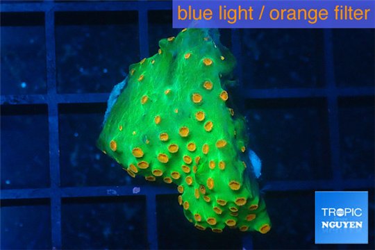 Leptastrea green & orange 2-3 cm WYSIWYG acclimaté
