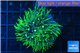 Pachyclavularia neon green 4-5 cm WYSIWYG acclimaté