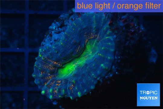 Lobophyllia bicolor 2-4 cm WYSIWYG acclimaté