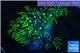 Pachyclavularia neon green 4-5 cm WYSIWYG acclimaté