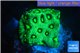 Favia neon green Australia 2-4 cm WYSIWYG acclimaté