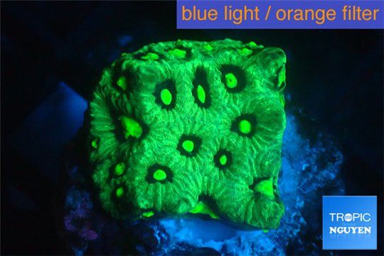 Favia neon green Australia 2-4 cm WYSIWYG acclimaté