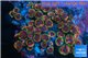 Zoanthus pink diamond 7-10 cm WYSIWYG acclimaté