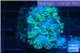 Goniopora green long polyps 2-4 cm WYSIWYG acclimaté
