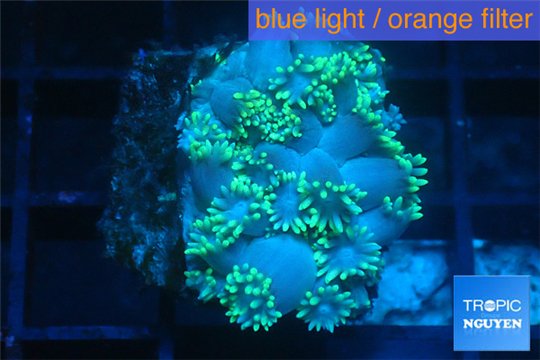 Goniopora green long polyps 2-4 cm WYSIWYG acclimaté