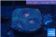 Favia red purple 1-2 cm WYSIWYG acclimaté