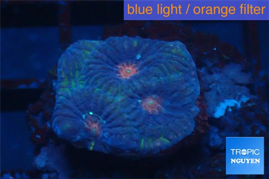 Favia red purple 1-2 cm WYSIWYG acclimaté