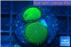 Palythoa neon green 2 polyps WYSIWYG acclimaté