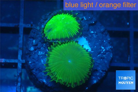 Palythoa neon green 2 polyps WYSIWYG acclimaté
