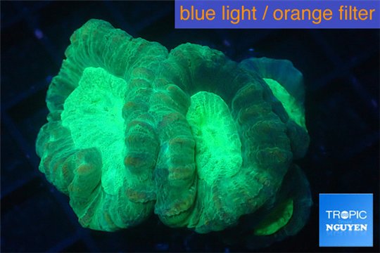 Caulastrea green 3-5 cm WYSIWYG acclimaté