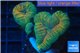 Lobophyllia orange green 4-6 cm WYSIWYG acclimaté