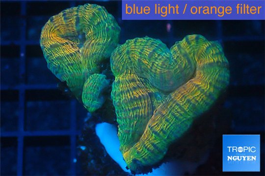 Lobophyllia orange green 4-6 cm WYSIWYG acclimaté