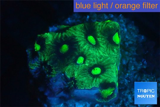 Favia neon green Australia 3-4 cm WYSIWYG acclimaté