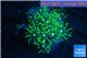 Pachyclavularia neon green 3-4 cm WYSIWYG acclimaté