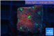Favia red green spot 2 cm WYSIWYG acclimaté