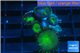 Palythoa neon green 3-4 cm WYSIWYG acclimaté