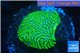 Echinophyllia green maze 3-5 cm WYSIWYG acclimaté