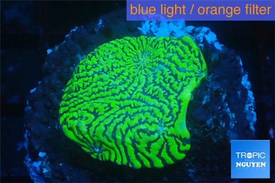 Echinophyllia green maze 3-5 cm WYSIWYG acclimaté