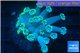 Goniopora green long polyps 2-4 cm WYSIWYG acclimaté