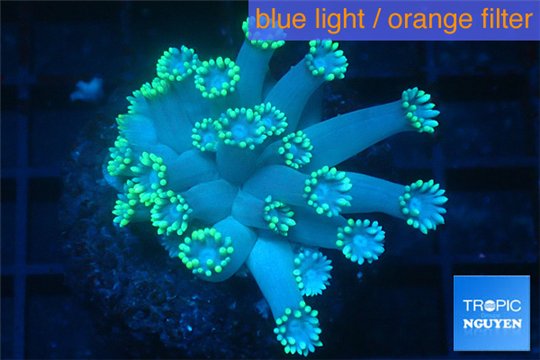 Goniopora green long polyps 2-4 cm WYSIWYG acclimaté