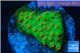 Leptastrea green & orange 3-5 cm WYSIWYG acclimaté